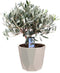 Olijf op stam in ELHO b.for Rock (warmgrijs) ↨ 35cm - hoge kwaliteit planten