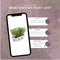 Plants by Frank - 6 Rozemarijnplant - Vaste planten - Tuinplanten - 6 x Ø7 cm - 25 cm - Rosmarinus offincalis winterhard - Geurhaag - Vers geleverd door de kweker