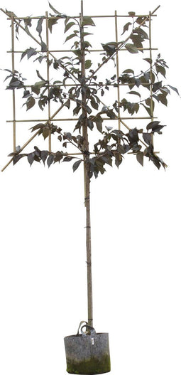 Rode Japanse sierkers leiboom 180 cm | Prunus serrulata 'Royal Burgundy' 180 cm| Bomenbezorgd.nl