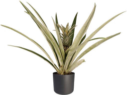 Ananas Champaca met Elho B.for soft antracite ↨ 55cm - hoge kwaliteit planten