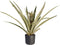 Ananas Champaca met Elho B.for soft antracite ↨ 55cm - hoge kwaliteit planten