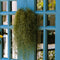 Plant in a Box - Set van 6 Tillandsia Usneoides 'Baard tillandsias' - Luchtplantjes - Kamerplanten - Decoratie - Hoogte 25-50cm