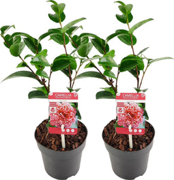 Plant in a Box - Camellia Volunteer - Set van 2 - Middelgrote struik - Bloeit grote roze bloemen - Pot 13cm - Hoogte 25-40m