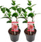 Plant in a Box - Camellia Volunteer - Set van 2 - Middelgrote struik - Bloeit grote roze bloemen - Pot 13cm - Hoogte 25-40m