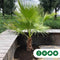 Mexicaanse Waaierpalm Wasthingtonia Robusta - 60-70 cm Stamhoogte
