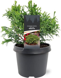 Warentuin natuurlijk - Chamaecyparis obtusa Brigitte 20-25 cm Coni...