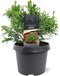 Warentuin natuurlijk - Chamaecyparis obtusa Brigitte 20-25 cm Coni...