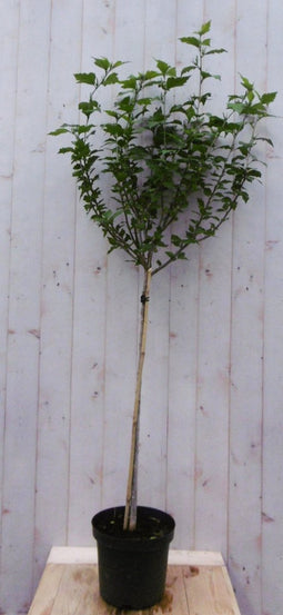 Hibiscus op stam Wit 180 cm stam 80 cm