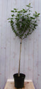 Hibiscus op stam Wit 180 cm stam 80 cm