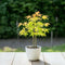 Japanse Esdoorn - Set van 4 - Acer 'Orange Dream' - Hoogte 25-40cm - ⌀10,5cm - Acer palm. Orange Dream P10,5 x4