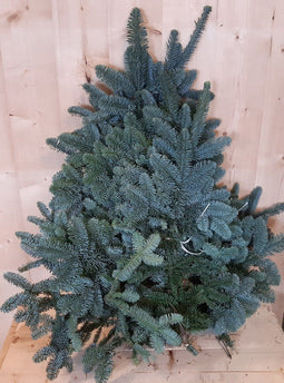 Kerstgroen Nobilis XXL