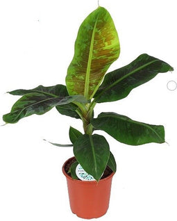 Musa 'Dwarf Cavendish' – ↨ 95cm – ⌀ 21cm