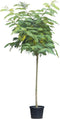 Perzische Slaapboom Albizia julibrissin 375 cm