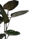 Polyscias Fabian vertakt met Elho brussels living black ↨ 85cm - hoge kwaliteit planten