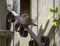 Customize it - Tuinschilderij huismus 130x70cm