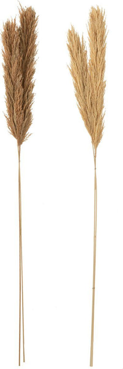 J-Line droogbloemen - Tak Veer Pampas - naturel - 2 stuks