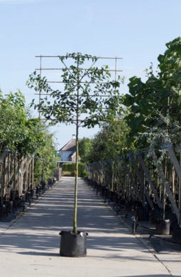 Sierpeer leiboom 220 cm | Pyrus call. 'Chanticleer' 14-18 cm 220 cm| Bomenbezorgd.nl