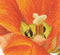 Thea Gouverneur - Borduurpakket met telpatroon - 523 - Voorgesorteerde DMC Garens - Oranje Triumph Tulp - Linnen - 34 cm x 36 cm - DIY Kit