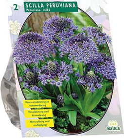 Scilla Peruviana per 2