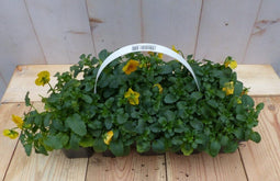 Bosviolen geel 6 stuks