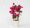 Plant in a Box - Bougainvillea - Bougainvillea op rek - Roze bloemen - Klimplant - Tuinplant - Pot 17cm - Hoogte 50-60cm