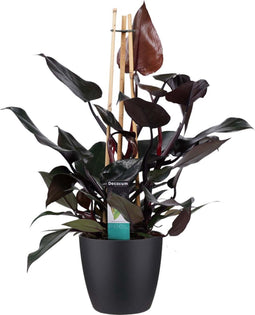 Philodendron Ruby - Pyramide in ELHO Round (zwart) ↨ 70cm - hoge kwaliteit planten