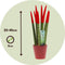 Plant in a Box - Sansevieria Cylindrica - Velvet Touchz - Vrouwentong - Inclusief Rode Decoratieve Pot - Hoogte 20-40cm - Pot 9cm