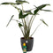 Alocasia Zebrina met Elho sierpot en Pokon