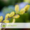 Plant in a Box - Salix repens 'Iona' - Zwitserse dwergwilg op stam - Boompjes - Potmaat 19 cm - Hoogte 80-90 cm - Zilvergroen