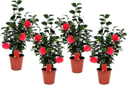 Plant in a Box - Camellia Japonica - Set van 4 - Winterhard - Japanse Roos - Tuinplant - Pot 19cm - Hoogte 60-70cm