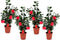 Plant in a Box - Camellia Japonica - Set van 4 - Winterhard - Japanse Roos - Tuinplant - Pot 19cm - Hoogte 60-70cm