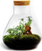 Erlenmeyer M Bonsai