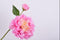 Silk-ka Kunstbloem-Zijden Bloem-Pioen Tak Zijde Roze-Geel 60 cm