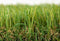 Hortensus Kunstgras - Hoogwaardig kunstgras 30 mm - Sample 30x30 cm
