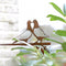 Lovebird Duiven