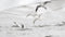 Heckett & Lane Vale - Dekbedovertrek - Lits-jumeaux - 260x200/220 cm + 2 kussenslopen 60x70 cm - Windy Grey
