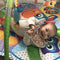 Playgro Clip Clop Musical Activity Gym - Babygym - Muzikale paardjes en afneembare hangers - Multi