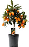 Citrus Kumquat ↨ 50cm - hoge kwaliteit planten