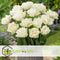 Plant in a Box - Tulipa Northcap - Bloem bollen x14 - Tulp - Wit - Tulpen uit Holland