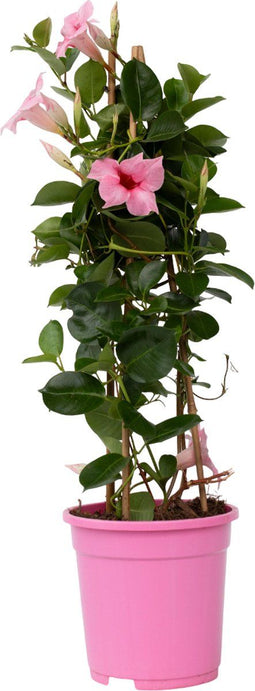Plant in a Box - Mandeville 'Rio Hot Pink' - Dipladenia - Bloeiende tuinplant - Klimplant - Terras- en balkon plant - Pot 17cm - Hoogte 60-70cm