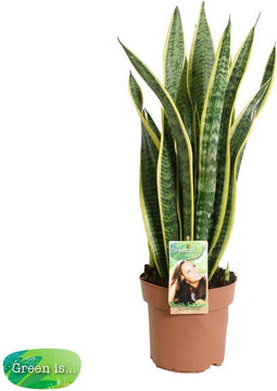 Sanseviera trifasciata 'Laurentii' - 60 cm, Ø 17 cm
