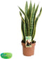 Sanseviera trifasciata 'Laurentii' - 60 cm, Ø 17 cm