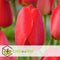 Plant in a Box - Tulipa Red Impression - Bloembollen x40 - Tulp - Rood - Tulpen uit Holland