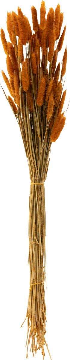 J-Line droogbloemen - Bundel Hazenstaart - gedroogd pluim - oranje