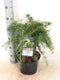 Cedrus deodara 'Golden Horizon'; Totale hoogte 55+cm incl. Ø23cm pot | Himalajaceder | Zeer decoratief en wintergroen