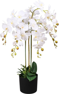 Orchidee meertak wit H88cm