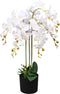 Orchidee meertak wit H88cm