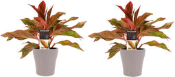 Decorum Duo 2 x Aglaonema Crete met Anna taupe – ↨ 25cm – ⌀ 12cm