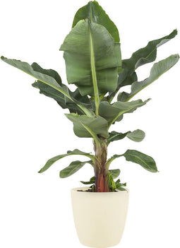 Musa bananenplant met Elho Brussels Round pot Soap – ↨ 80 cm – ⌀ 24 cm