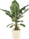 Musa bananenplant met Elho Brussels Round pot Soap – ↨ 80 cm – ⌀ 24 cm
